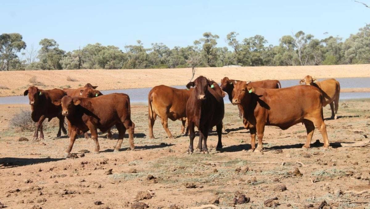Drought grants and assistance